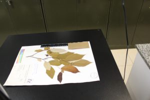 Herbário IAC completa 89 anos de existência com novidades