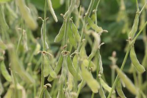 Sanidade Vegetal – Calendário de semeadura da soja tem início nas regiões 2 e 3