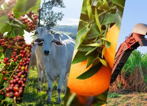 Agro Paulista registra superávit de US$7,51 bilhões, aumento de 21,7% comparado ao primeiro quadrimestre do ano passado