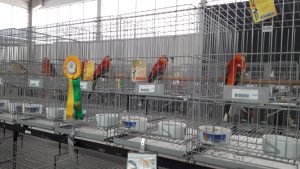 Secretaria de Agricultura volta a permitir a realização de eventos com aves no Estado de SP