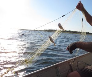 Termina hoje o período de defeso da piracema