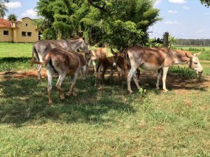 APTA Regional celebra crescimento do principal núcleo de preservação de Jumento Nacional no Brasil