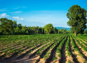 Nova Resolução da Secretaria de Agricultura tem o objetivo de triplicar o número de CARs no Estado