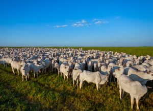 CATI lança Comunicado Técnico com resultados da produção animal e do rebanho efetivo do Estado de São Paulo
