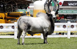 Feicorte: Instituto de Zootecnia de SP apresenta pesquisas de melhoramento genético bovino em Presidente Prudente