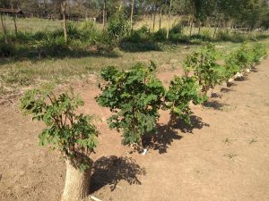 Moringa pode ser ótima alternativa de forragem alimentar para ruminantes na seca