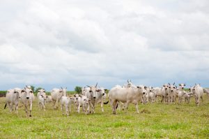 Dia do Zootecnista: referência em SP e no Brasil, IZ segue impulsionando o conhecimento na área