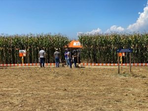 Vale do Paraíba – Dia de Campo apresentará aos produtores de leite novos cultivares de milho e evolução dos resultados de produtividade