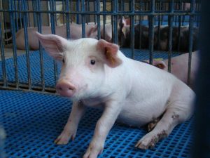 Instituto de Zootecnia pesquisa nutrição livre de antibióticos para suínos