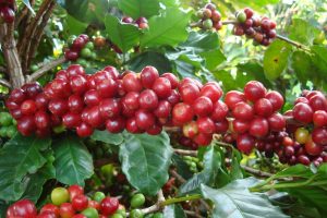 Pesquisa revela o consumo de café no Brasil nos períodos pré, durante e pós-pandemia