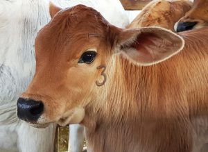 Sanidade Animal – Brucelose novembro 23