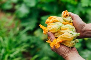 Flor de abobrinha produzida em Mogi das Cruzes conquista restaurantes da alta gastronomia paulistana