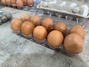 Instituições de pesquisa da Secretaria de Agricultura do Estado de SP destacam o Dia da Avicultura com o bem-estar das aves, alta produção e sustentabilidade