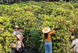 SABOR DA COLHEITA: Visitantes do Instituto Biológico, em São Paulo, participam da colheita no maior cafezal urbano do mundo