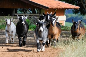 Instituto de Zootecnia comemora 119 anos de pesquisa e inovação na agropecuária
