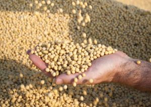 Recursos dos Futuros Planos Safra serão tema de debate em seminário do Instituto de Economia Agrícola