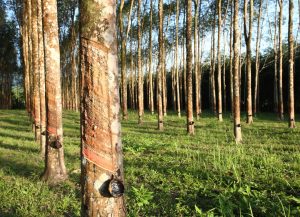 Secretaria de Agricultura de São Paulo celebra lei que exclui a silvicultura da lista de atividades consideradas potencialmente poluidoras