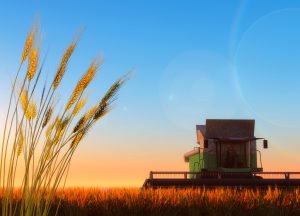 Câmara Setorial da SAA tem contribuído para crescimento da produção paulista de trigo