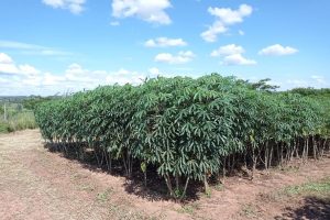 Apta Regional está na 17ª Coopershow com difusão tecnológica, produtos e serviços