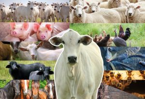 Sanidade Animal – São Paulo prorroga campanhas de atualização de rebanhos e de vacinação contra Brucelose