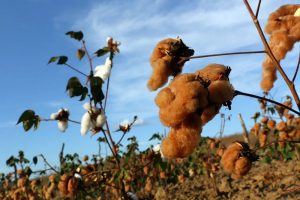 Algodão colorido produzido no interior de São Paulo é matéria-prima para moda mundial