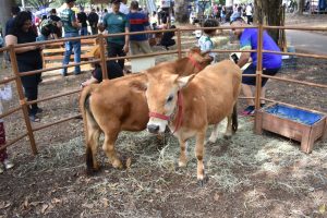 Instituto de Zootecnia celebra 119 anos em evento com grande participação da população