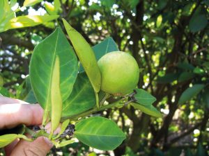 Citricultura – Faltando cinco dias para final do prazo, cerca de 55% das propriedades paulistas já entregaram o relatório Cancro/Greening