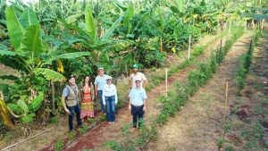 Frutas Vermelhas SP chega à agrofloresta em Cerqueira César