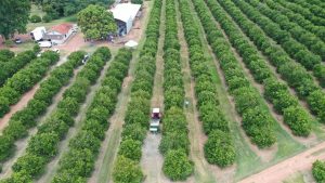 Calagem de Outono: Dia de Campo apresentará a técnica como prática de manejo do solo