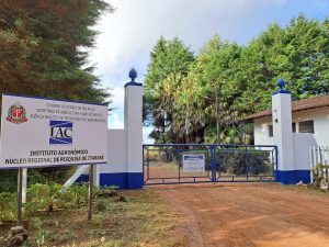 Parceria entre CATI e IAC impulsiona a produção de batata de origem nacional na região de Botucatu