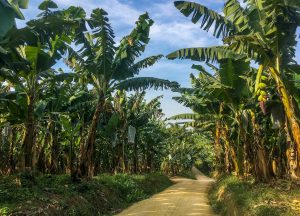 Secretaria de Agricultura disponibiliza crédito de R$ 2 milhões aos produtores do Vale do Ribeira