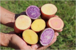 IAC e CATI realizam o 15º Seminário de Agregação de Valor em Horticultura