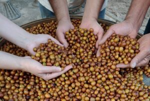 Agricultor familiar, de Santo Antônio da Alegria, produz o melhor café fermentado de SP e já levou dois prêmios