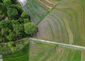 Agricultura: São Paulo torna públicos dados de regularização ambiental