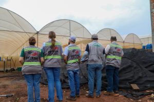 Combate à praga da laranja: ação de SP retira 20 mil mudas irregulares de circulação