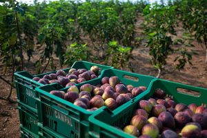 Fruit Attraction São Paulo: Feira gera oportunidade para fruticultura paulista ganhar visibilidade mundial