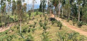 Apta Regional pesquisa uso inédito da macaúba em sistemas integrados de produção