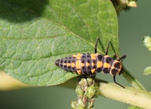 Dia Internacional da Biodiversidade: pesquisas da Apta lembram que, sem preservação ambiental, não há alimento