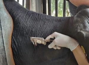 Instituto de Zootecnia realiza treinamento em métodos de diagnóstico e controle de brucelose e tuberculose, doenças graves que acometem o gado