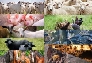 SANIDADE ANIMAL – Campanha de atualização de rebanhos começa em São Paulo