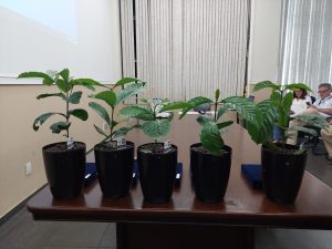 IAC lança porta-enxerto de café multirresistente a nematoides