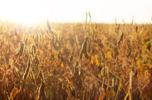 Sanidade Vegetal – Após mudança no calendário, começa no sábado, dia 1º, o Vazio Sanitário da Soja na Região 1 do Estado de São Paulo