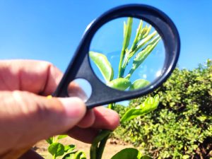 Prazo para citricultores entregarem o Relatório Cancro/HLB acaba dia 15 de janeiro