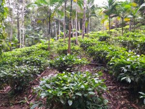 Programa de recuperação da palmeira-juçara remunera agricultores familiares, indígenas e quilombolas