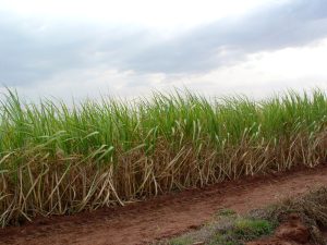 Pesquisa do IAC registra pela 1ª vez transmissão da bactéria causadora da escaldadura das folhas da cana por um inseto vetor