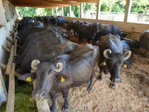 Instituto de Zootecnia desenvolve projeto para aproveitamento de resíduos orgânicos no Vale do Ribeira