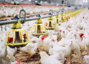 DIA MUNDIAL DO FRANGO: Avicultura de corte paulista emprega 35 mil pessoas e produz 1,5 milhão de toneladas de carne por ano