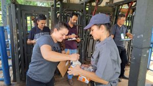 Instituto de Zootecnia capacita médicos veterinários para diagnóstico de doenças na bovinocultura