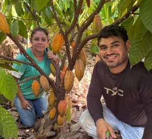 Cacau: novo nicho de mercado cresce no Estado de São Paulo