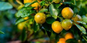 Com safra de laranja 2025/26 em alta, SP reforça ações para fortalecer a citricultura